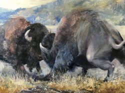 bison